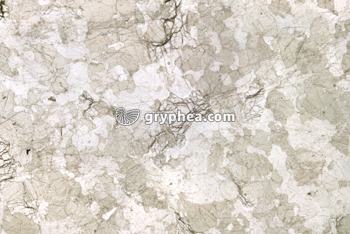 Gabbro rubané LPNA x3,5 - gryphea.com